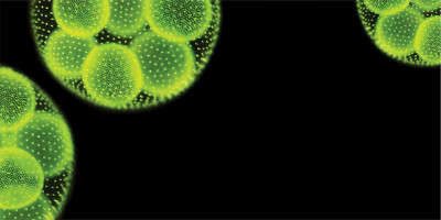 Curso Microencapsulação Aplicada em Produtos Alimentícios 