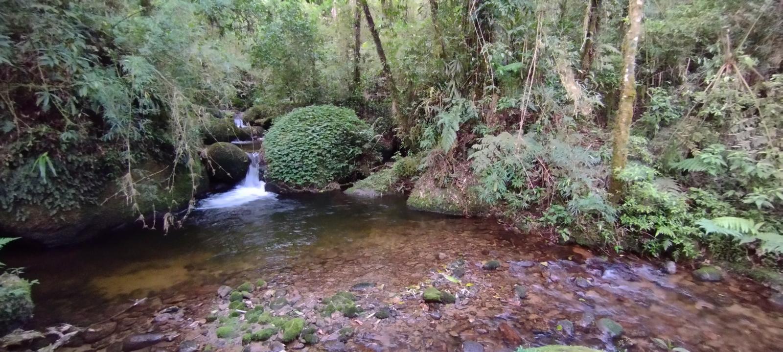 Como projeto na Serra da Mantiqueira vem contribuindo para desenvolvimento sustentável e restauração ecológica de áreas nativas