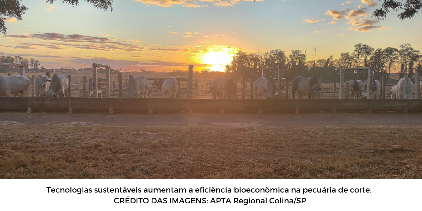 Iniciativa fomenta sustentabilidade bioeconômica na pecuária de corte