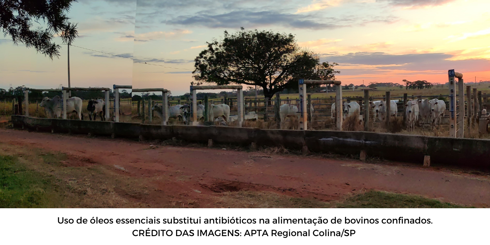 Iniciativa fomenta sustentabilidade bioeconômica na pecuária de corte